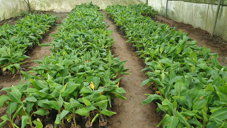https://www.setopati.com/uploads/shares/2020/sujita/bananna kheti/banana kheti (1).jpg